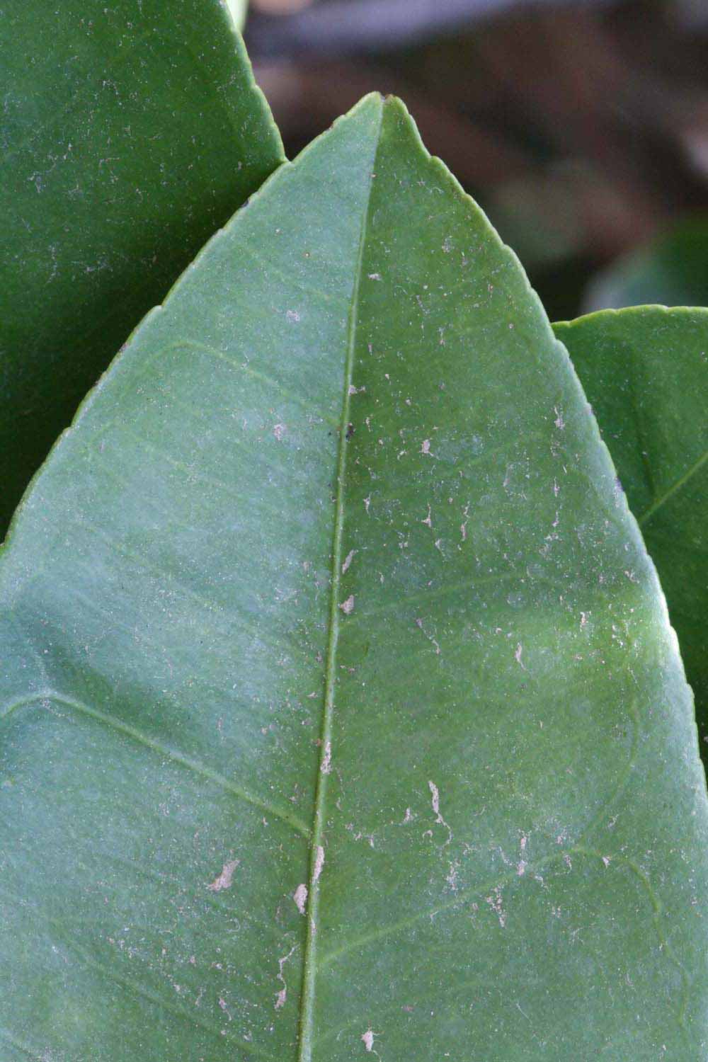               Margin (Riverside, CA)       